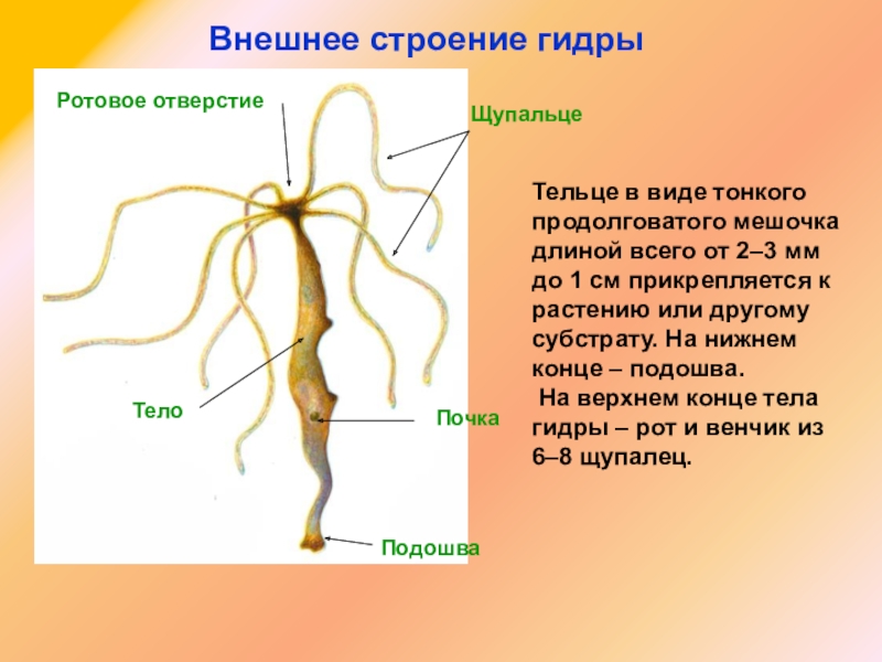 Кракен даркнет тор